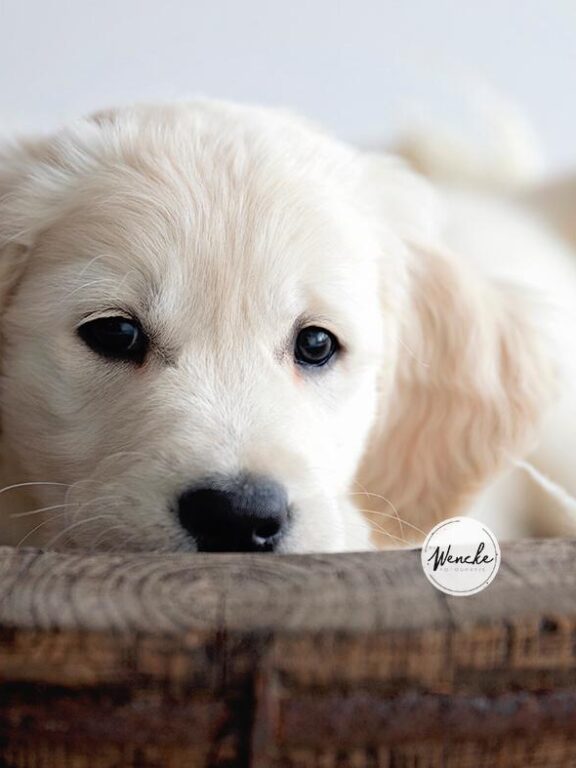 Newborn Goldie Pip