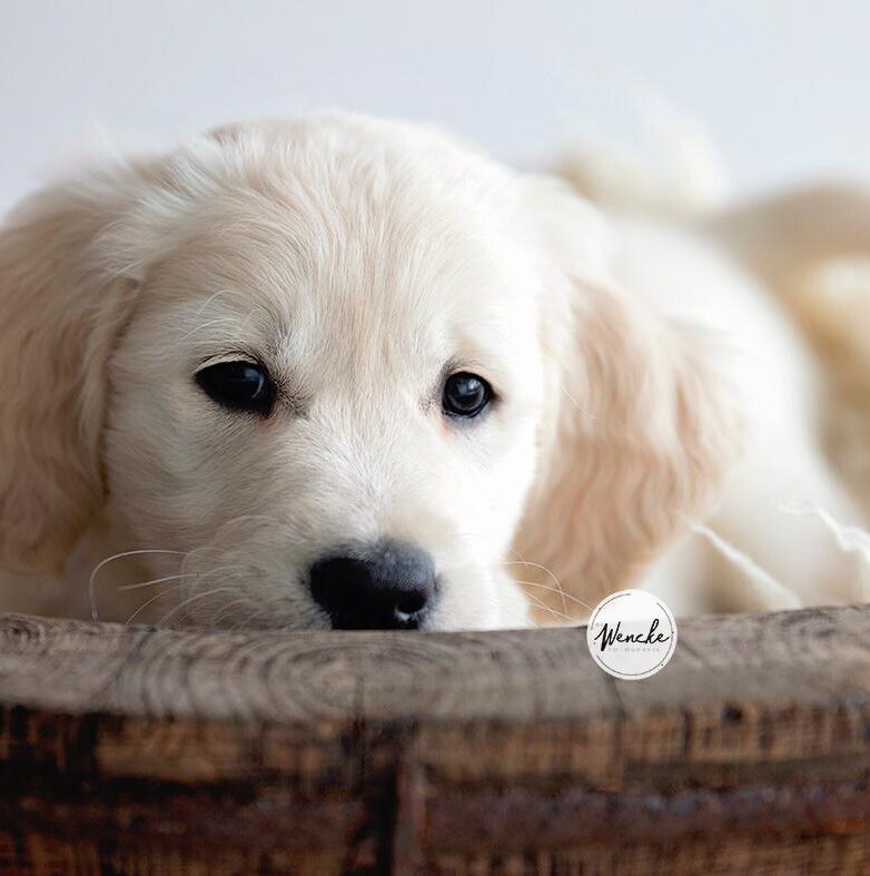 Newborn Goldie Pip